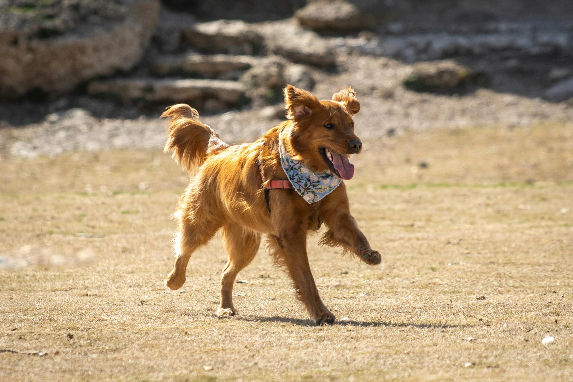 a dog running across a field near rocks