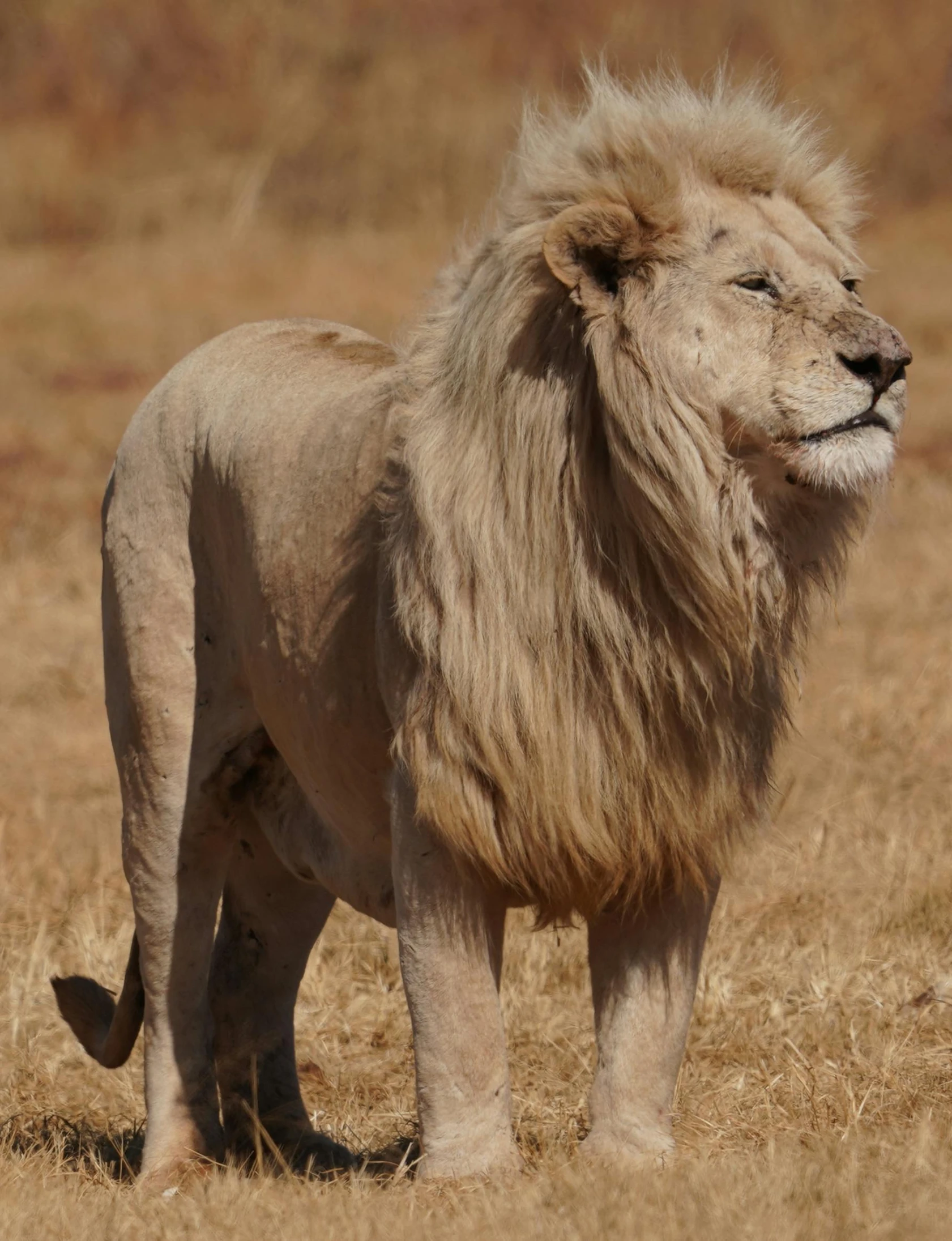 a lion standing in the middle of dry grass