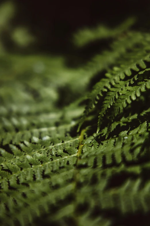 green leaf looking close up from above