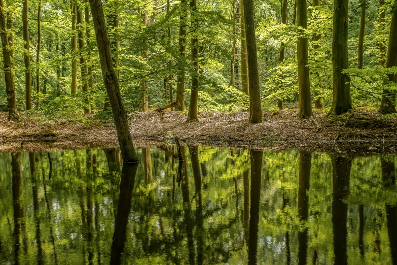 a group of trees stand along side the water