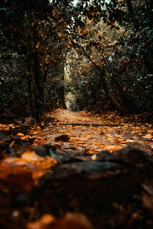 a path in the middle of a forest with leaves all around it