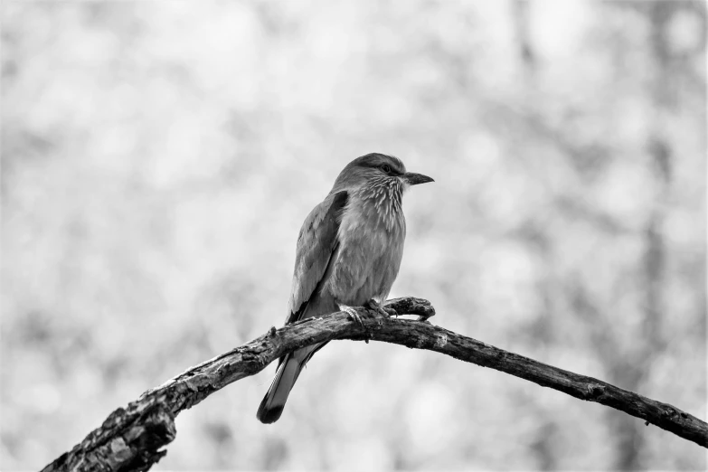 black and white pograph of a bird on a nch