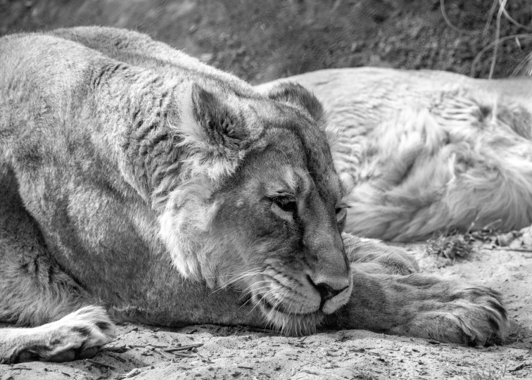 two adult lions lying on the sand in a black and white po