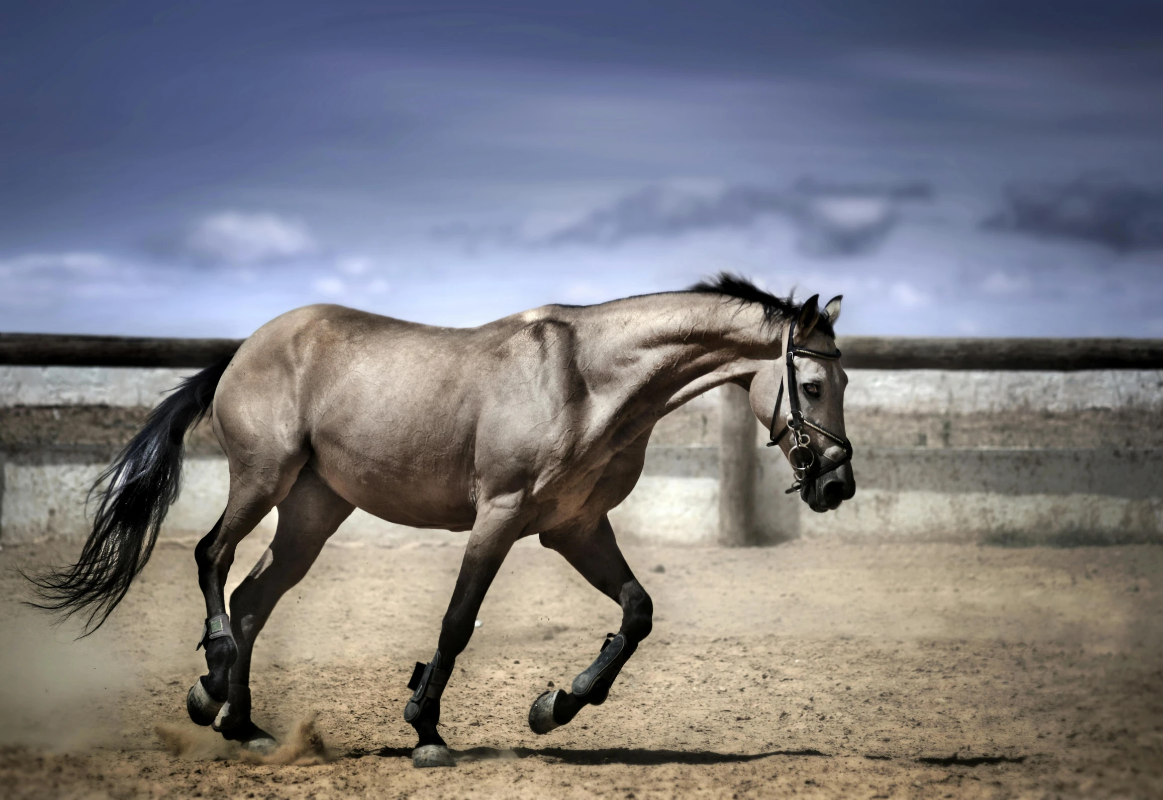 a light colored horse galloping in a dirty stable