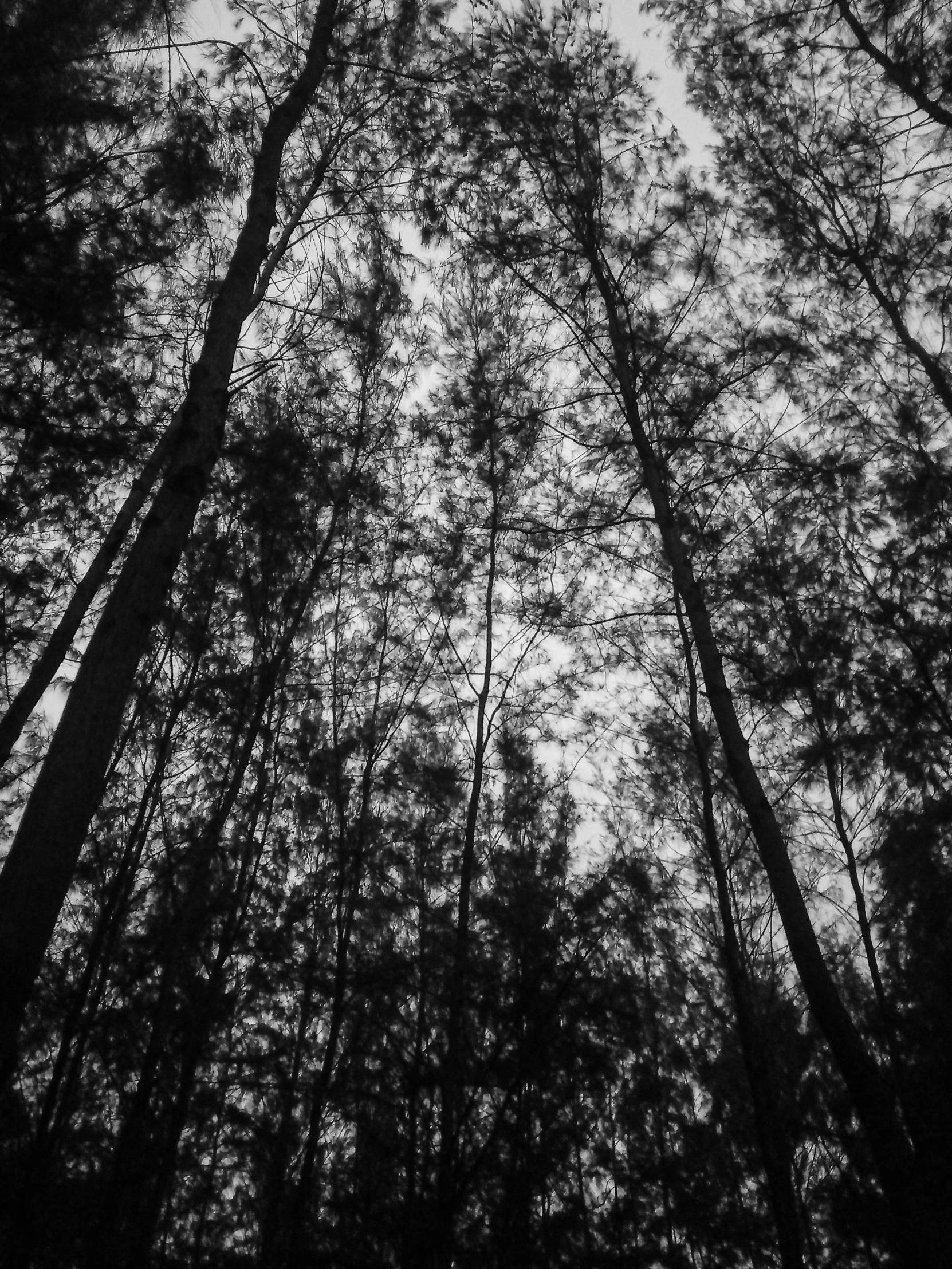 black and white po of tall trees