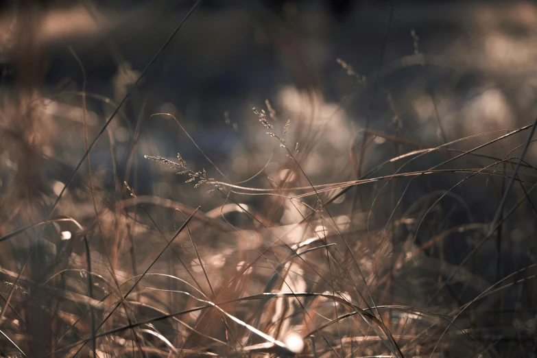 this is a very dark, shadowy picture of some grass