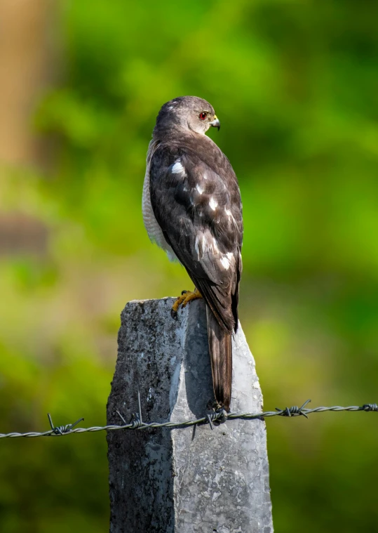 a black and gray bird standing on the end of a stone