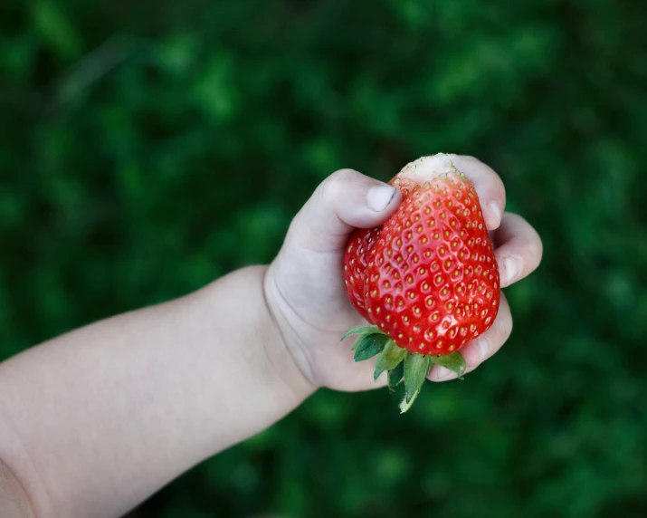 small child holding up a big strawberry in his hand