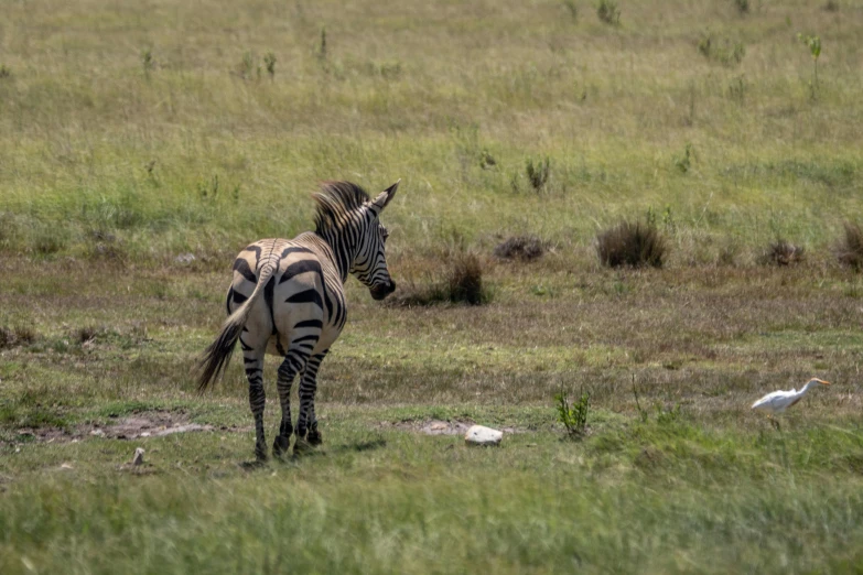 an image of a ze walking in the grass