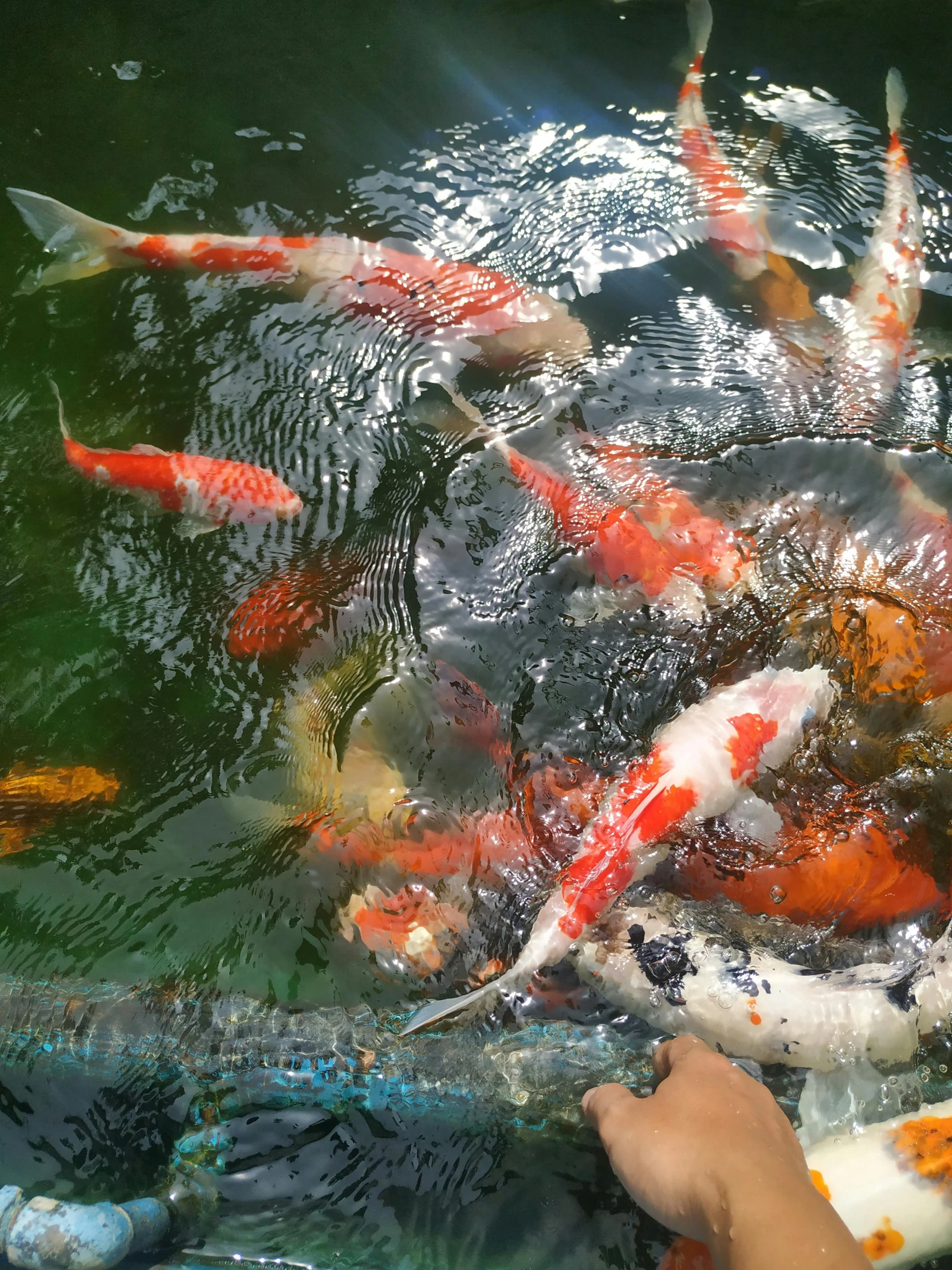 a child watches large, colorful fish swimming in the water