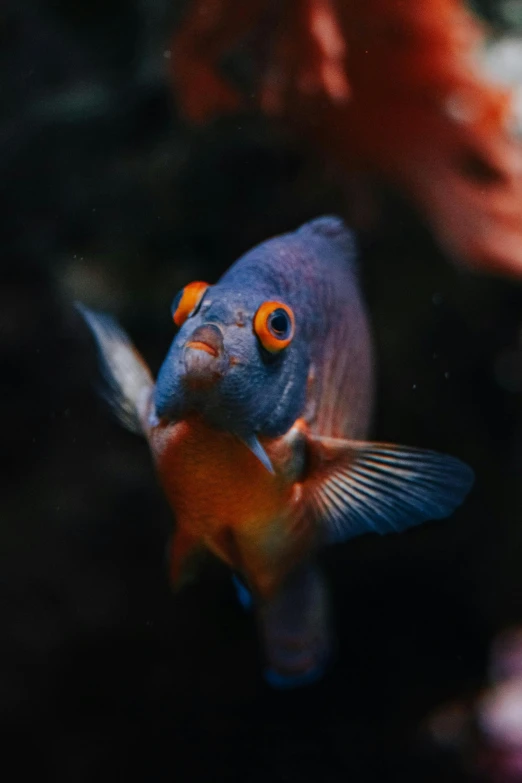 an orange, black and white goldfish floats in water