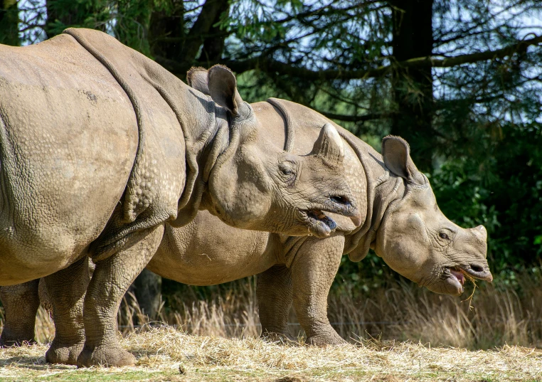 two rhinoceros, one black and one white, in the wild