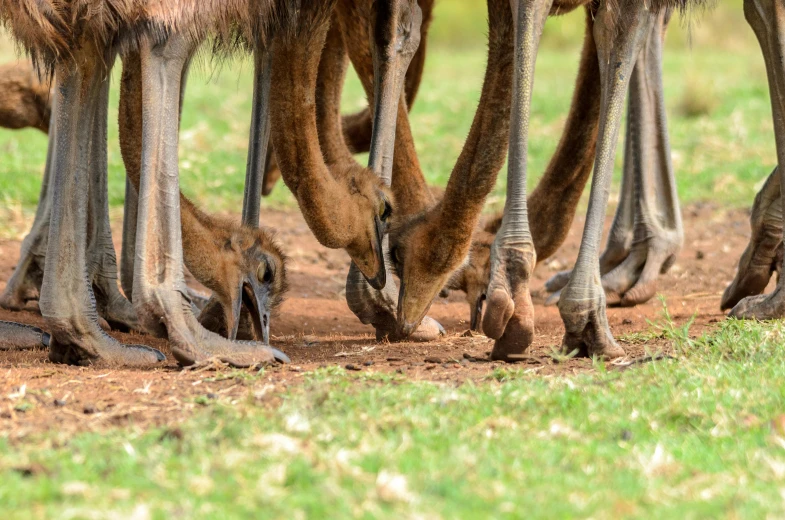 a group of different animals that are walking on some dirt