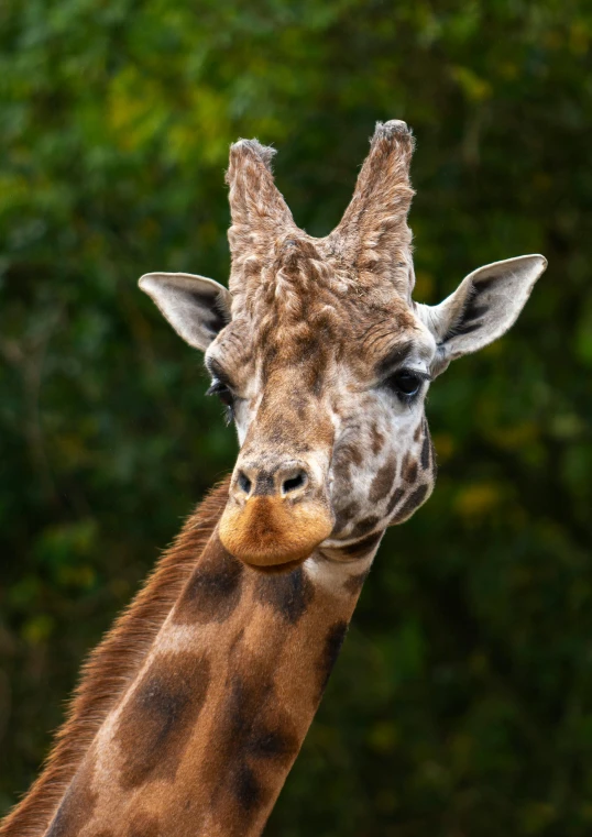 a giraffe with trees in the background