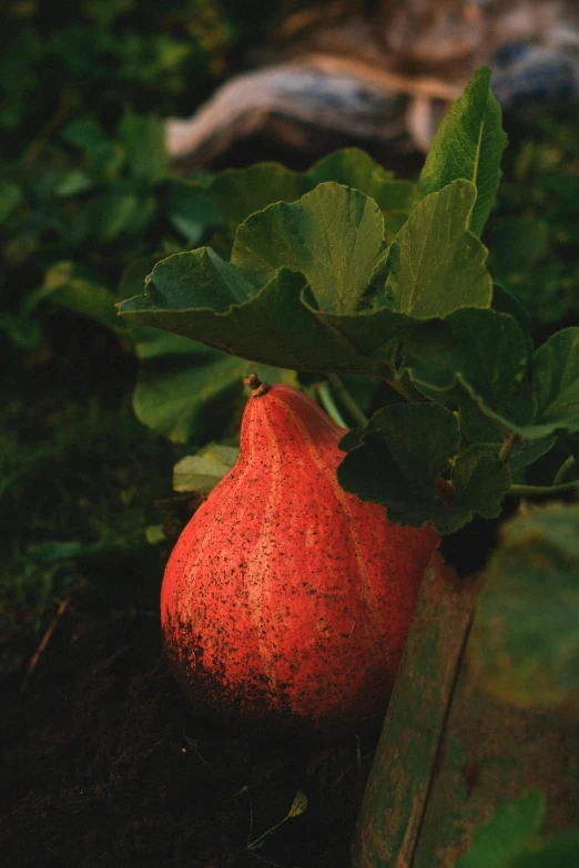 a pomegranate sits next to some leaves on the ground