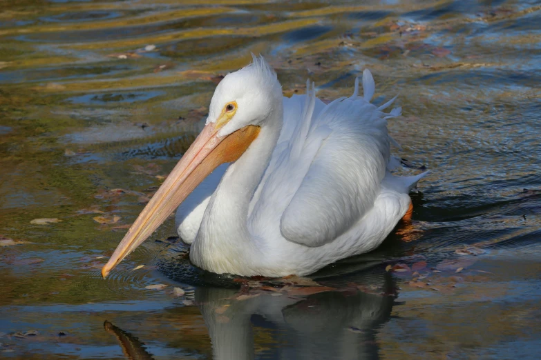 there is a white bird sitting on the water