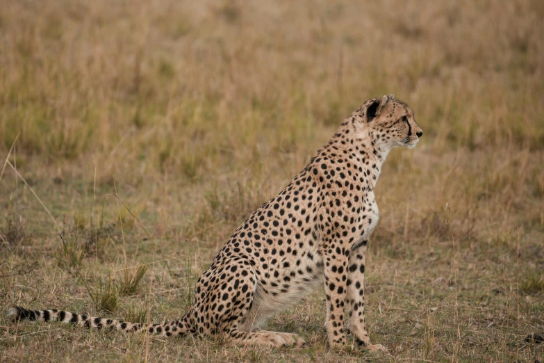 a cheetah sitting on the ground and staring ahead