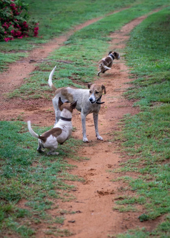 the three dogs are playing on the path