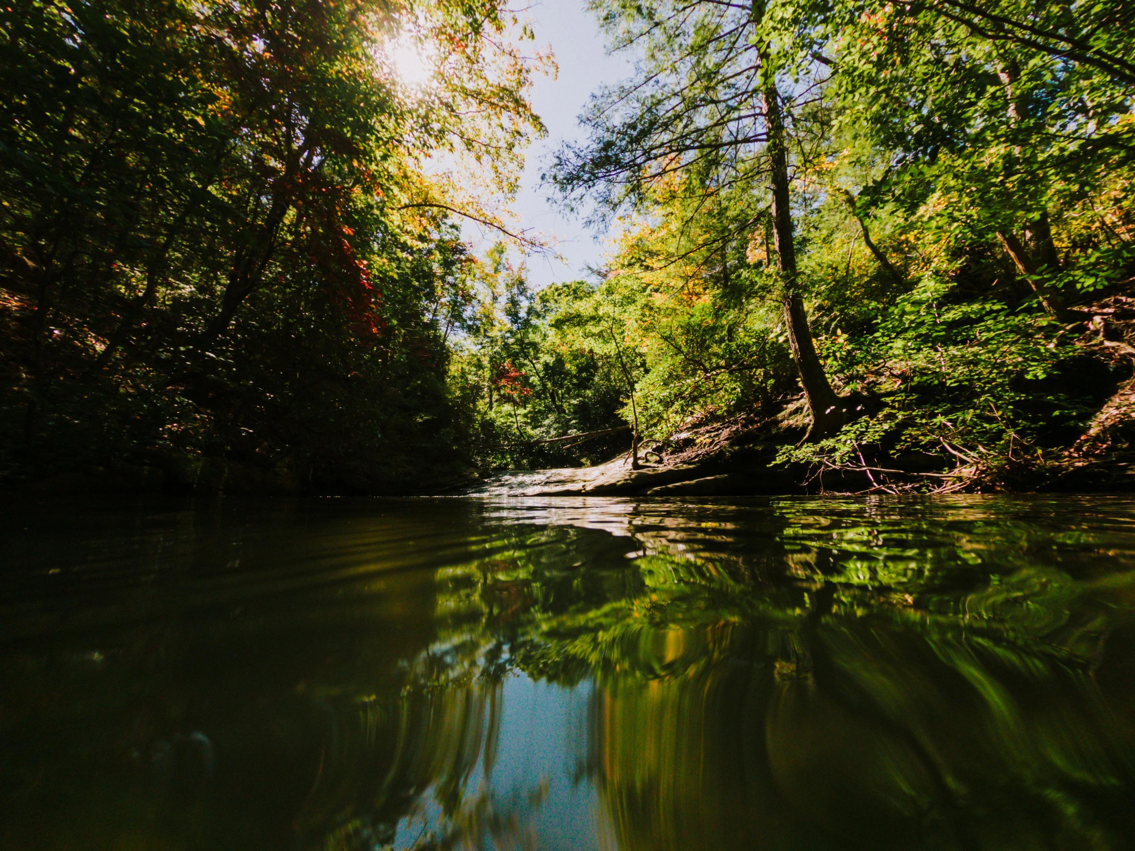 a river in the middle of trees with some water