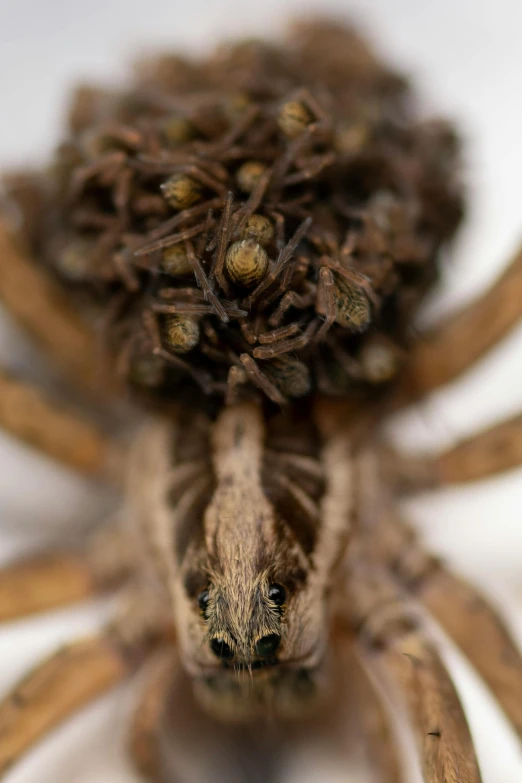 the head and arms of a large spider