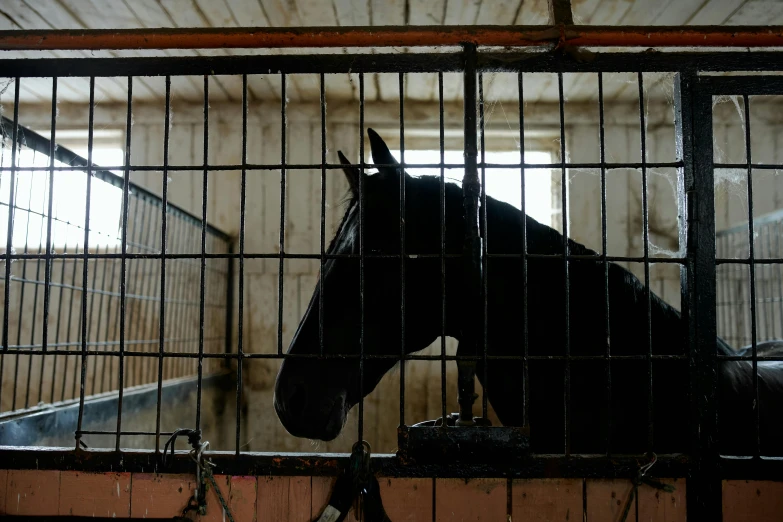 a horse that is standing inside of a cage