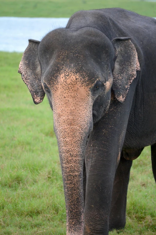 a large, black elephant stands next to water