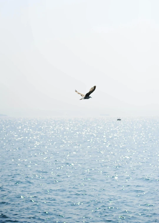 an eagle soaring over a large body of water