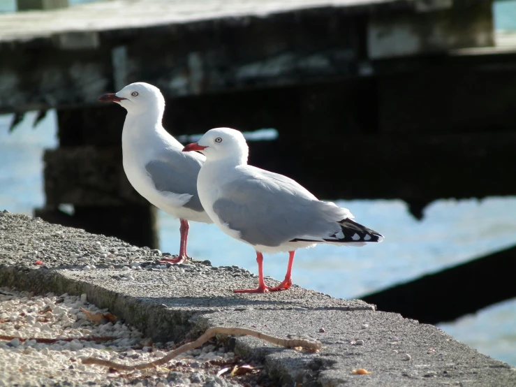 two seagulls are standing beside the water
