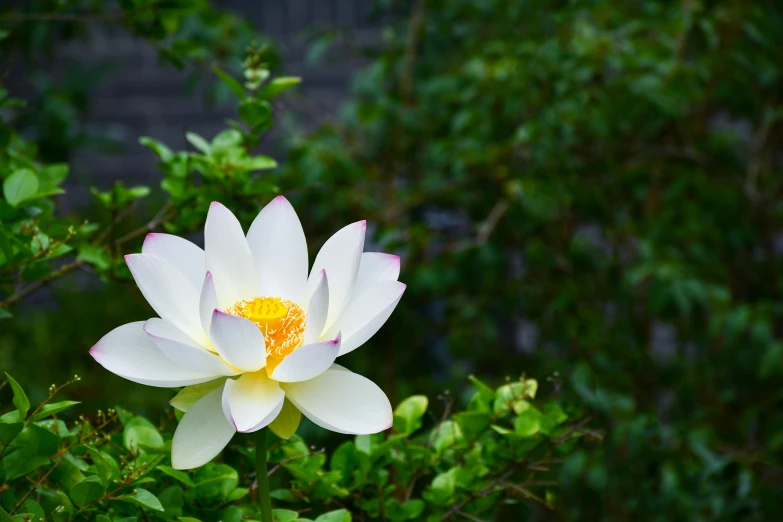there is a white and yellow flower blooming
