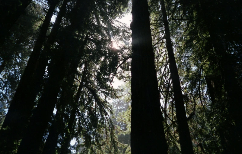 a forest with some trees and the sun shining through