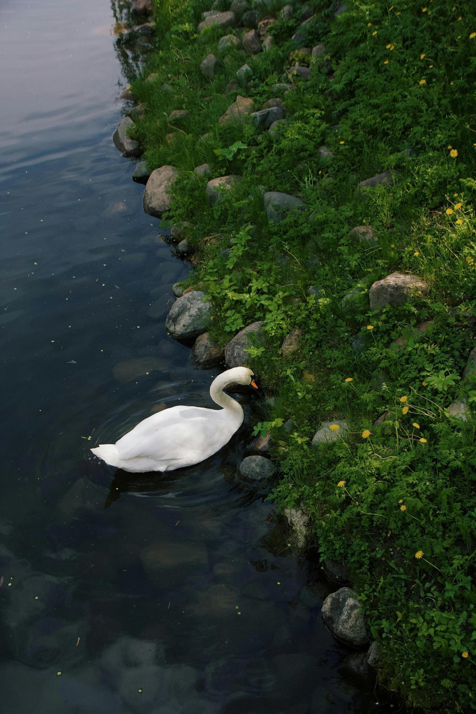 the white swan is sitting on the water near the grass