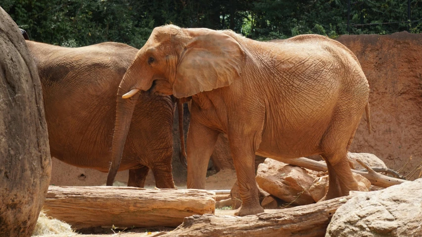 two elephants standing near one another next to logs