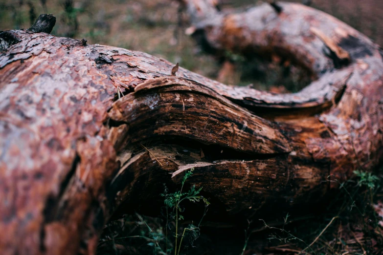 a close up of an old wooden tree