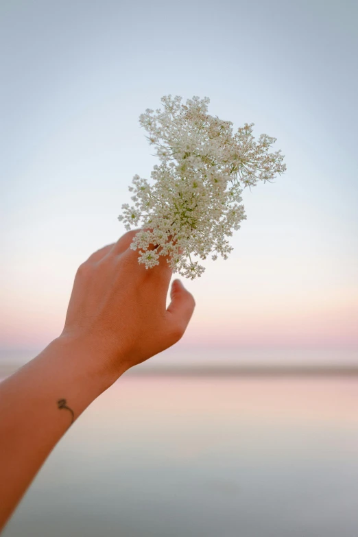 hand holding up small white flower with a sky background