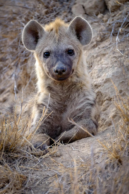 a little hyena sits down on the ground