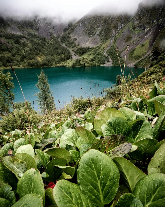 view of water surrounded by mountains and plants