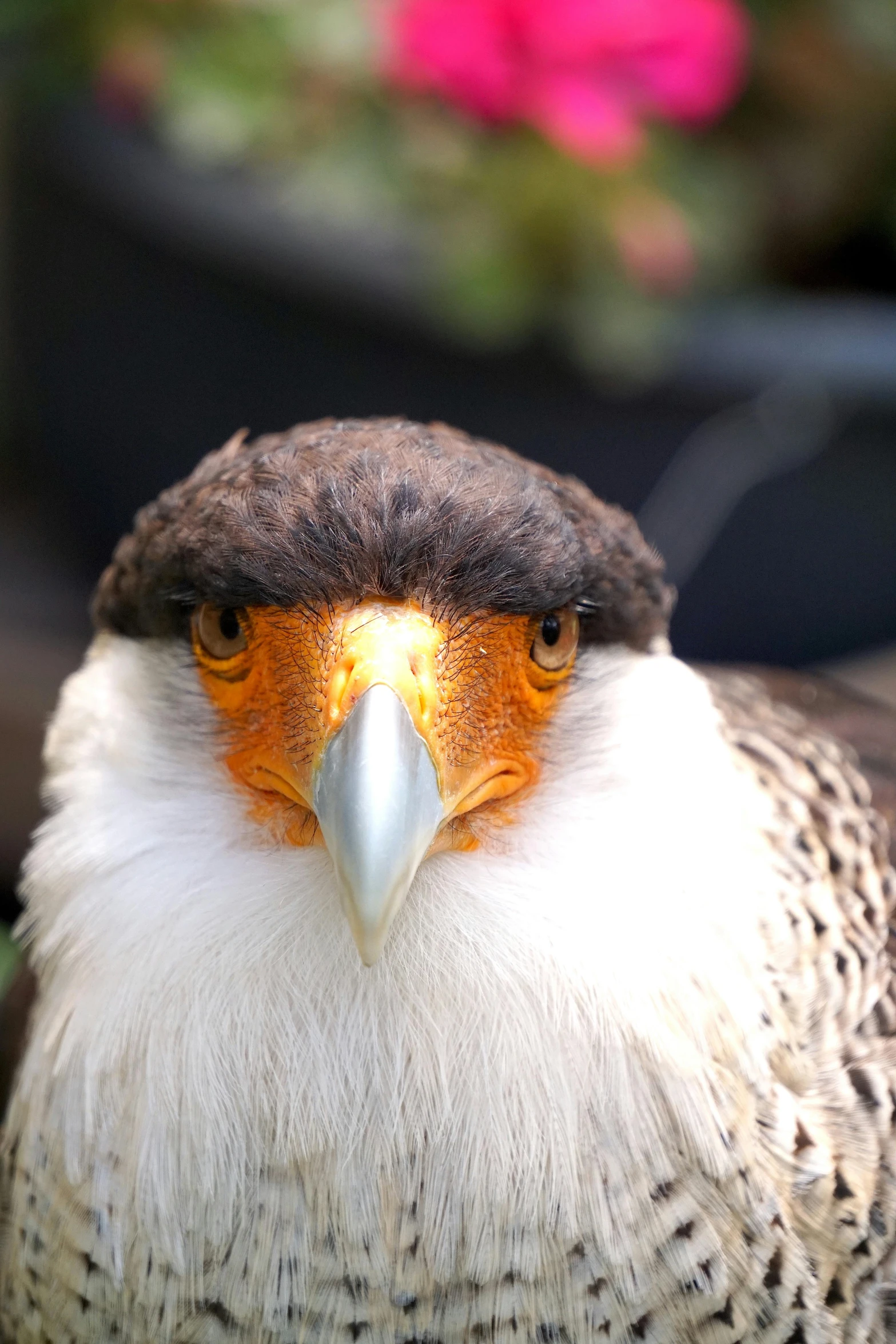 an eagle is looking in the direction of the camera