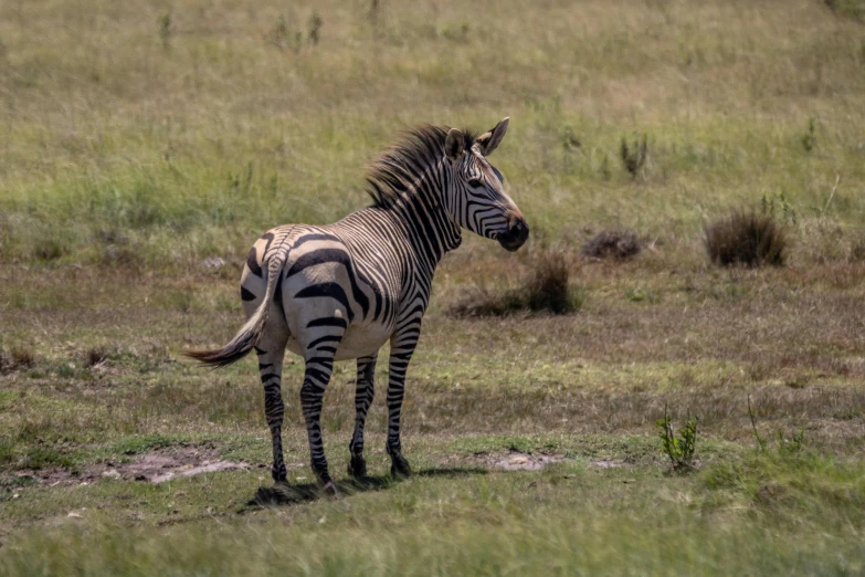 a couple of zes are standing in a grassy field