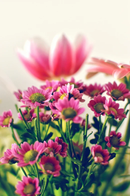 a pink flower sitting in a vase with water droplets