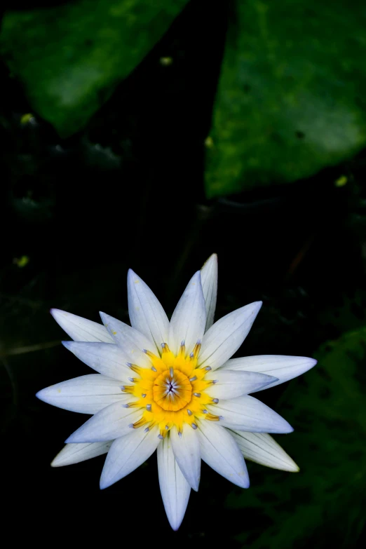 close up of white flower with yellow center surrounded by lily pads