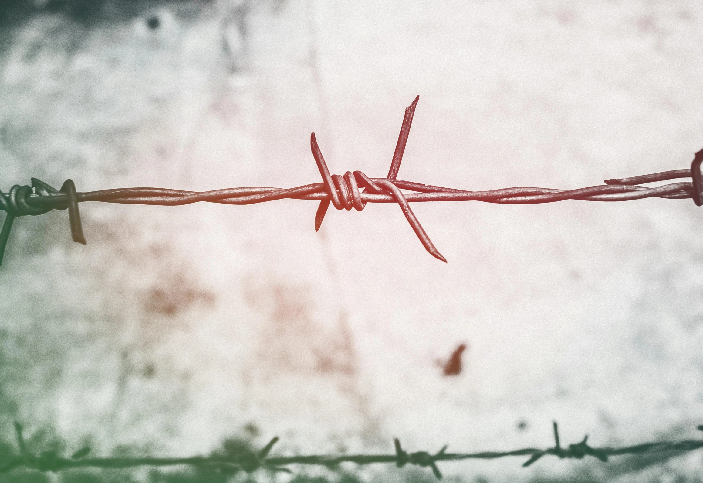 barbed wire on a cloudy day with small birds