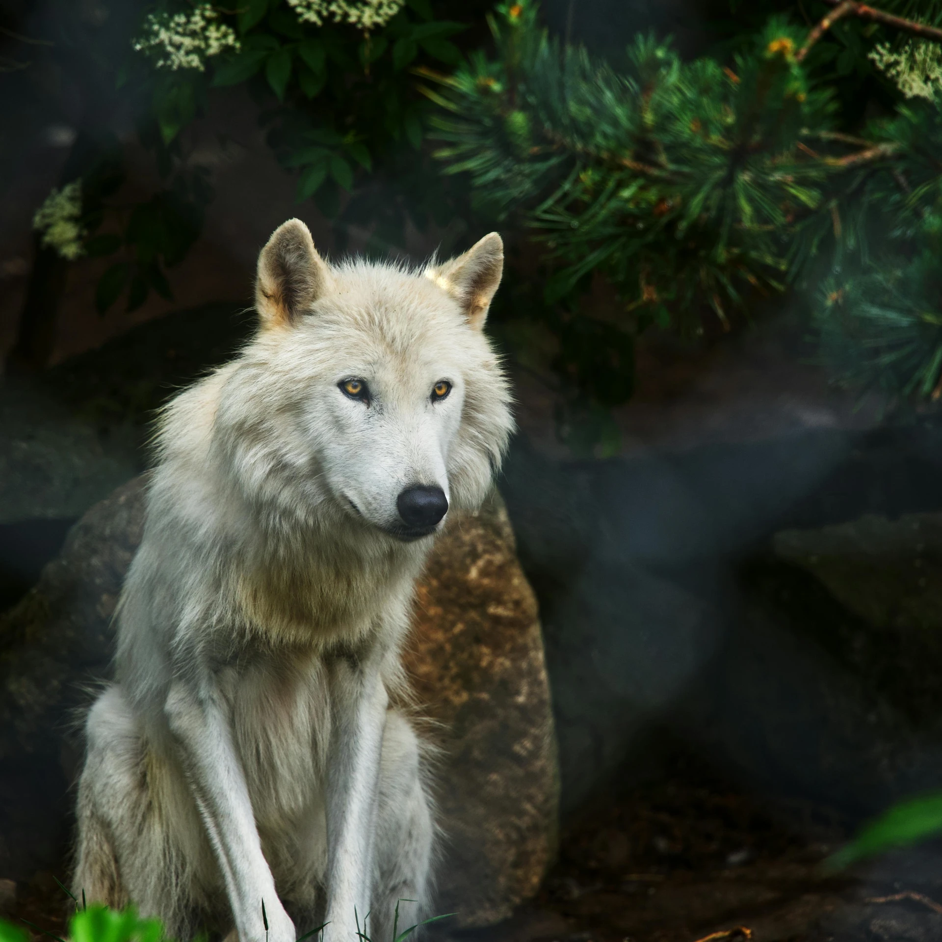 an animal sitting in the grass near some rocks