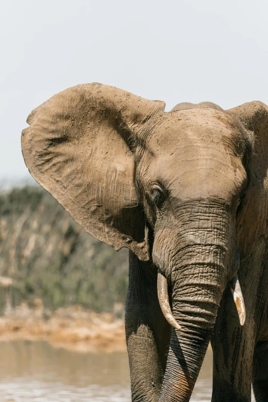 a close up of an elephant standing in the water