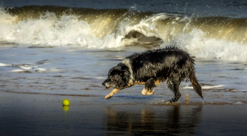 a dog running on the beach near a body of water
