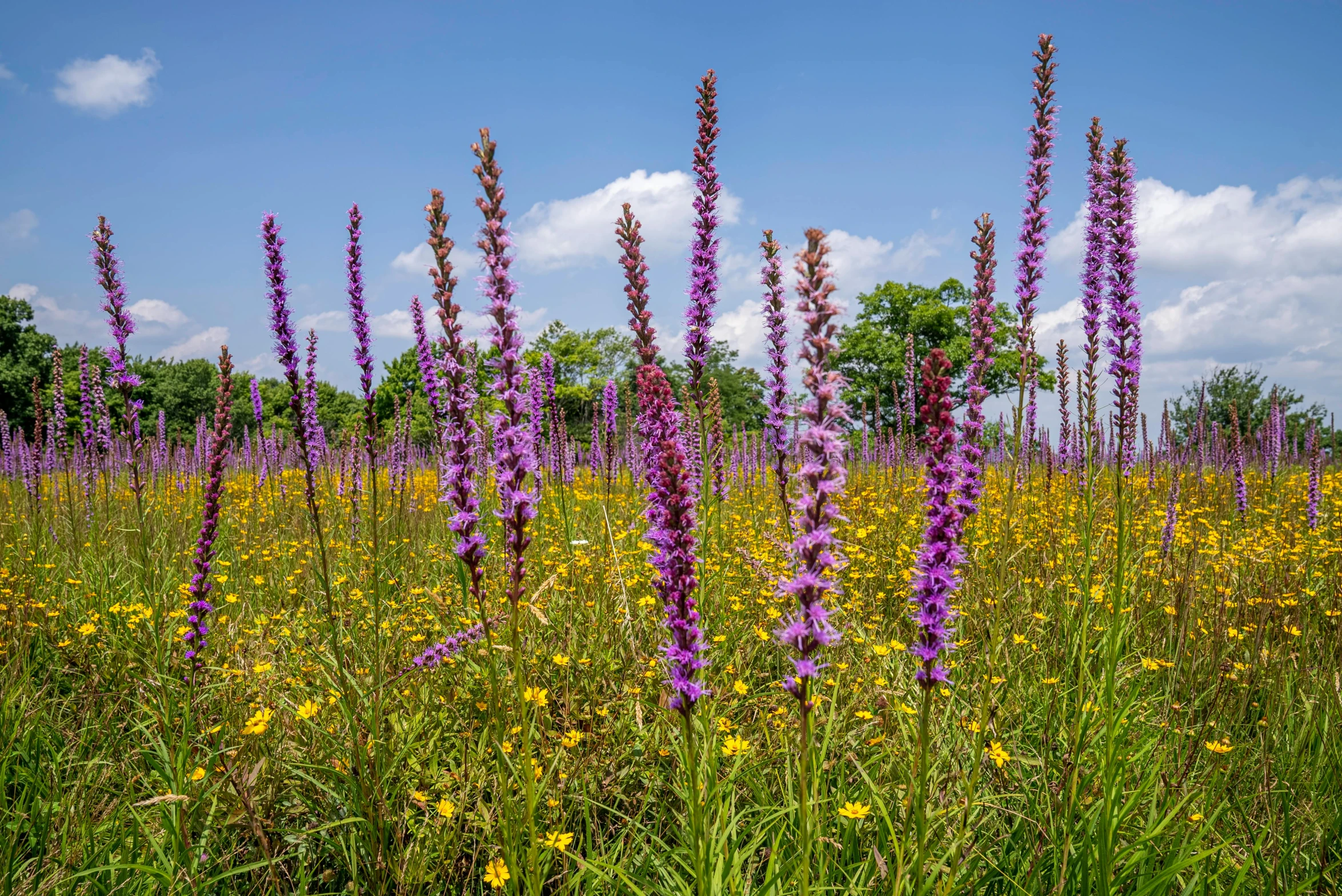 the large flower field is full of wildflowers