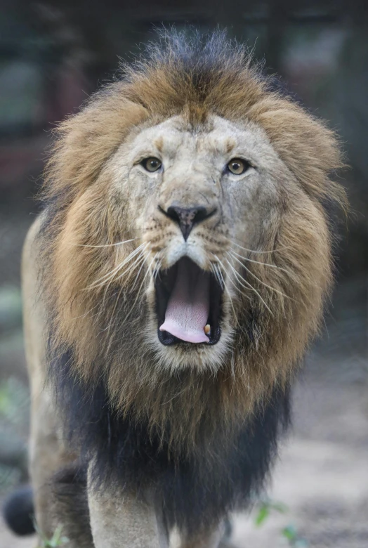 a lion is yawning with his teeth wide open