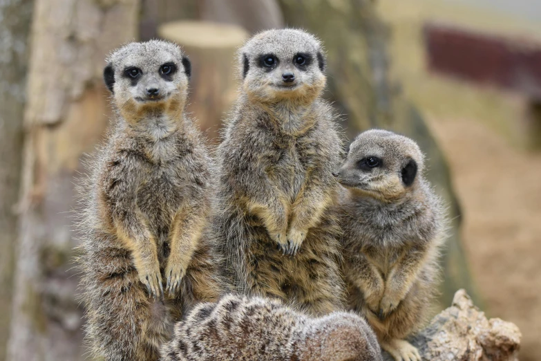 three baby meerkats sit in front of a log