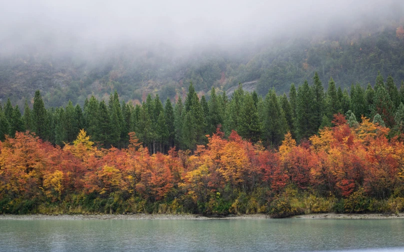 an image of a misty forest with trees lining the water