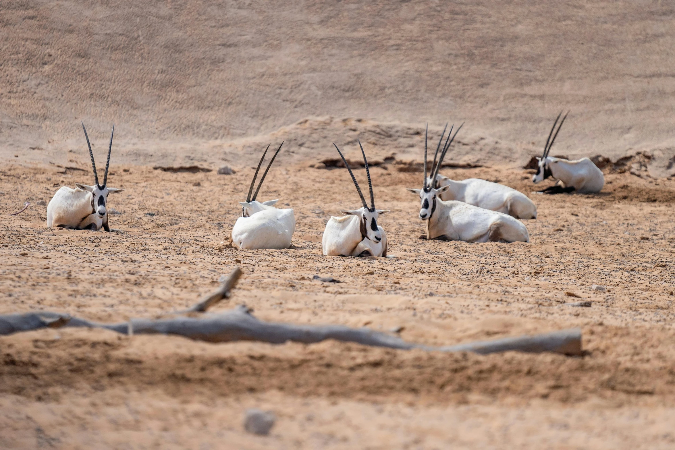 group of goats with long horns laying in the sand