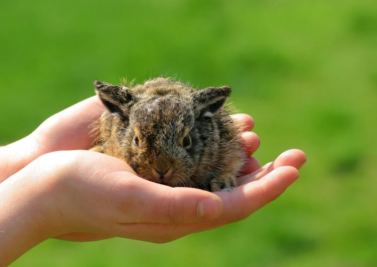 the tiny animal is in the hand with the person